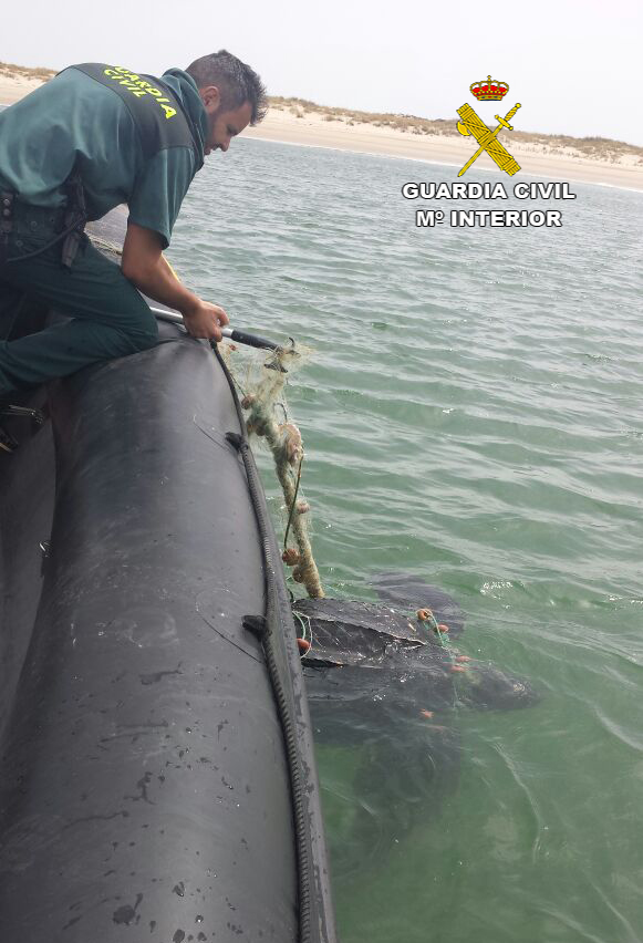 la-guardia-civil-libera-a-una-tortuga-la-d-que-se-encontraba-atrapada